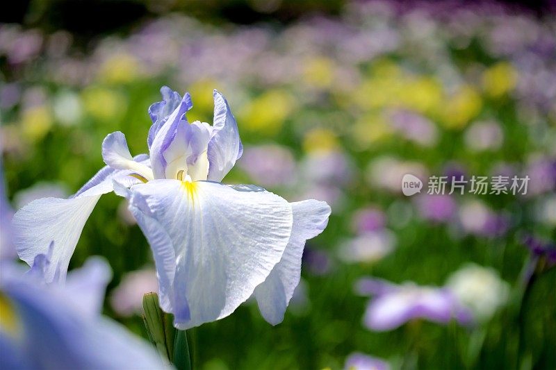 池塘里的蓝蝴蝶花