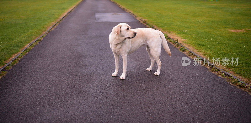 英国的拉布拉多寻回犬