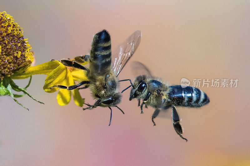 两只蜜蜂?s