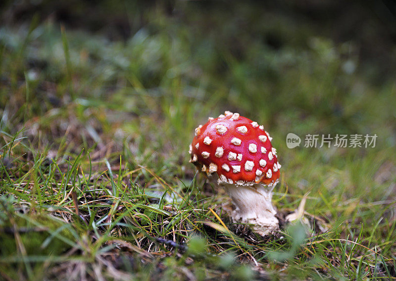 生长在森林中的飞木耳蘑菇