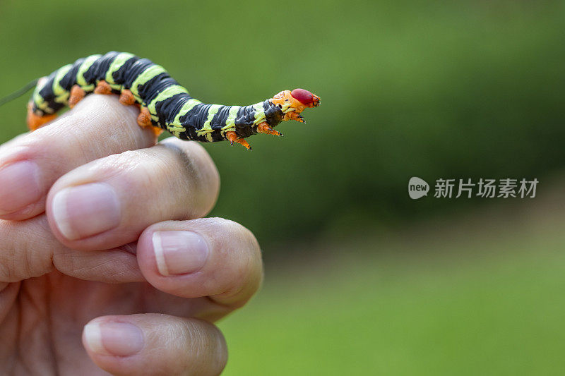 吃鸡蛋花叶子的角虫