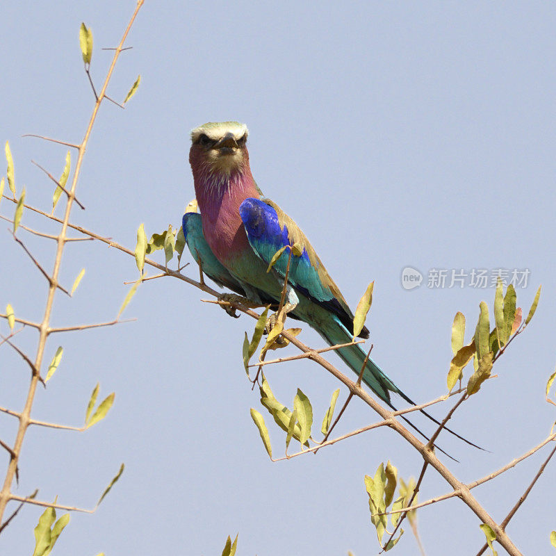 紫丁香-乳香滚子栖息在津巴布韦树顶