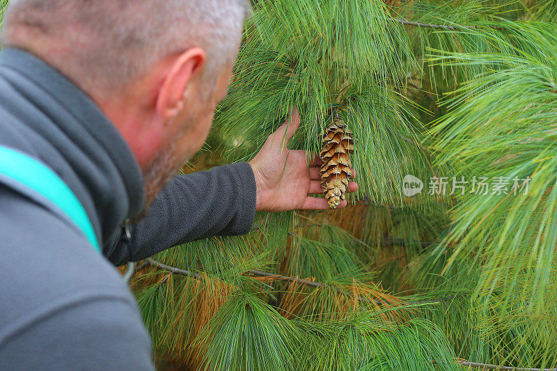 成年生物学家正在检查常绿的喜马拉雅松树