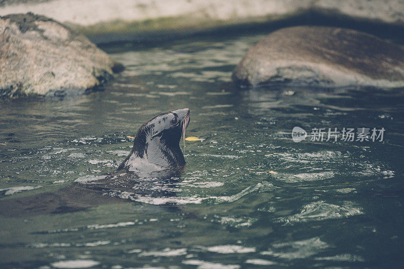 海狮在水里游泳