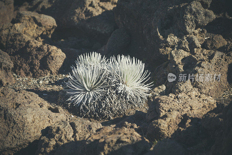 银剑植物，哈雷阿卡拉火山，毛伊岛，夏威夷群岛