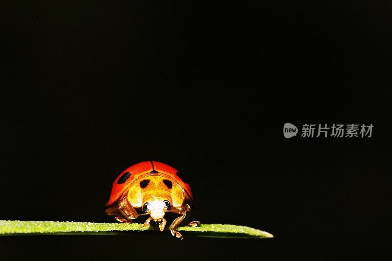 绿叶上的瓢虫(黑色背景)