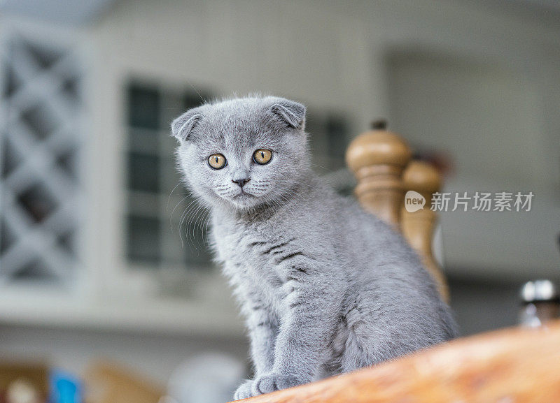 苏格兰折耳猫的猫