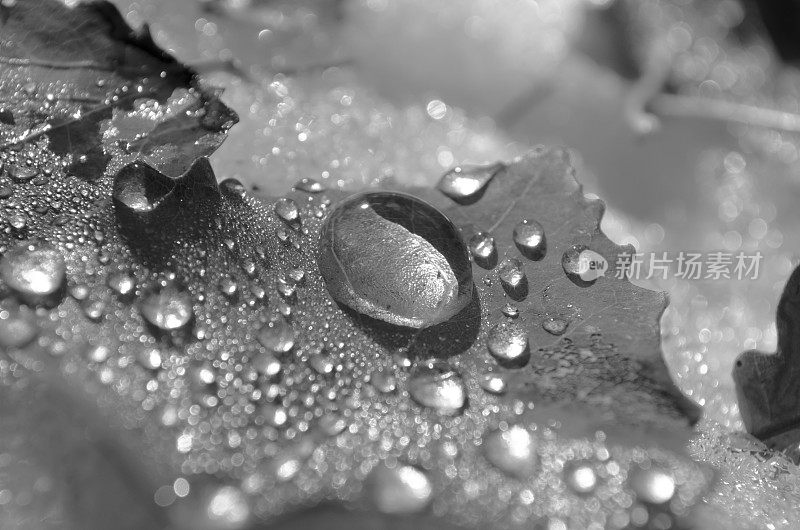 秋叶上的雨滴-抽象和单色