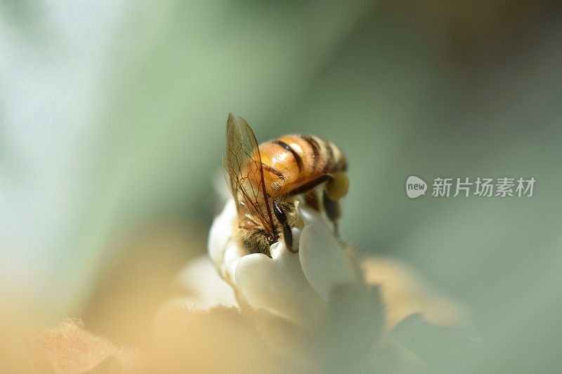 近距离观察一只蜜蜂从一朵花中吸食花蜜