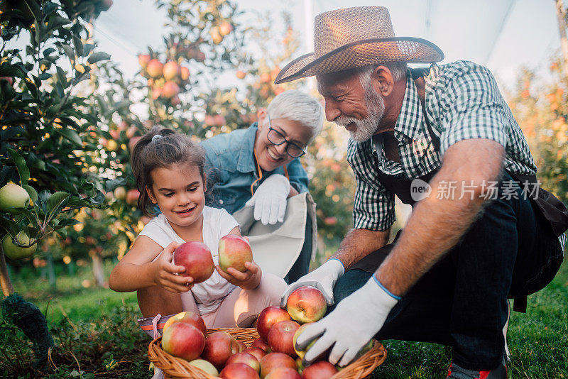 老夫妇和孙女一起收集一碗苹果