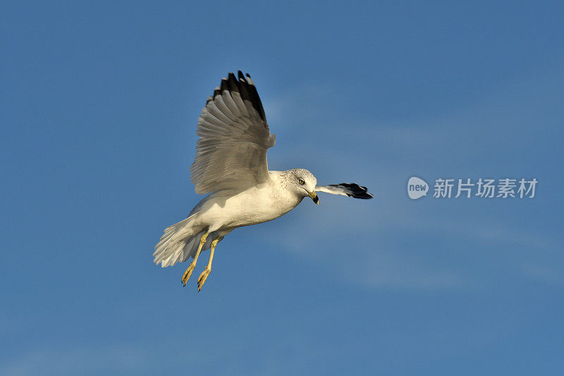 环嘴鸥