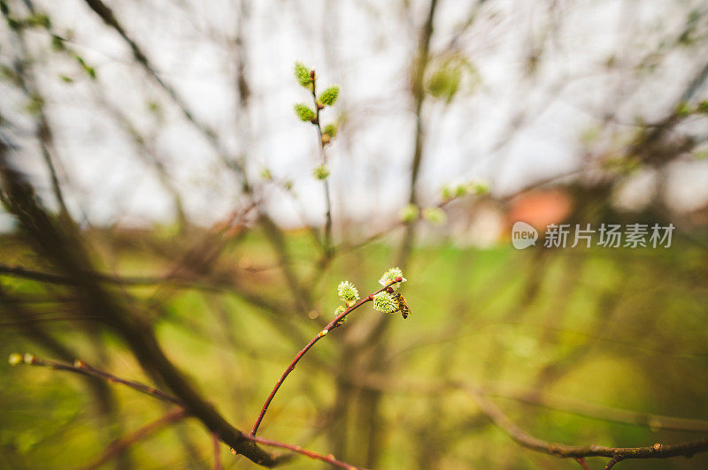 蜜蜂在杨柳的Сatkins上