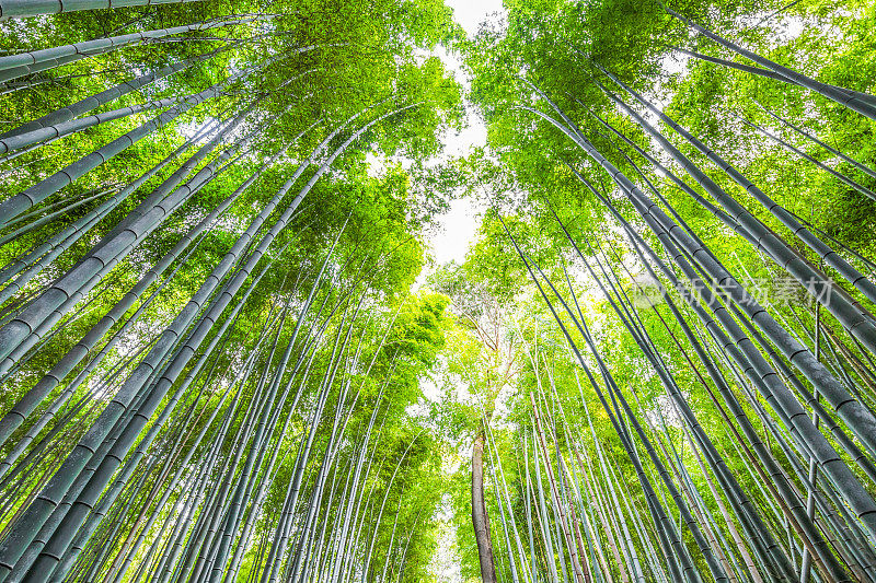 日本京都的岚山竹林