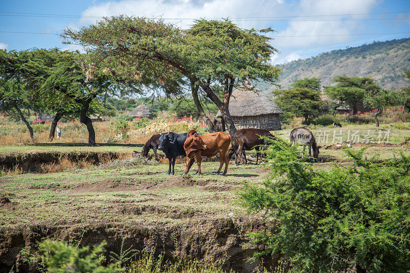 埃塞俄比亚:牛