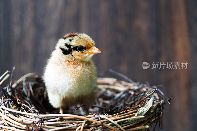 美丽的鸡宝宝