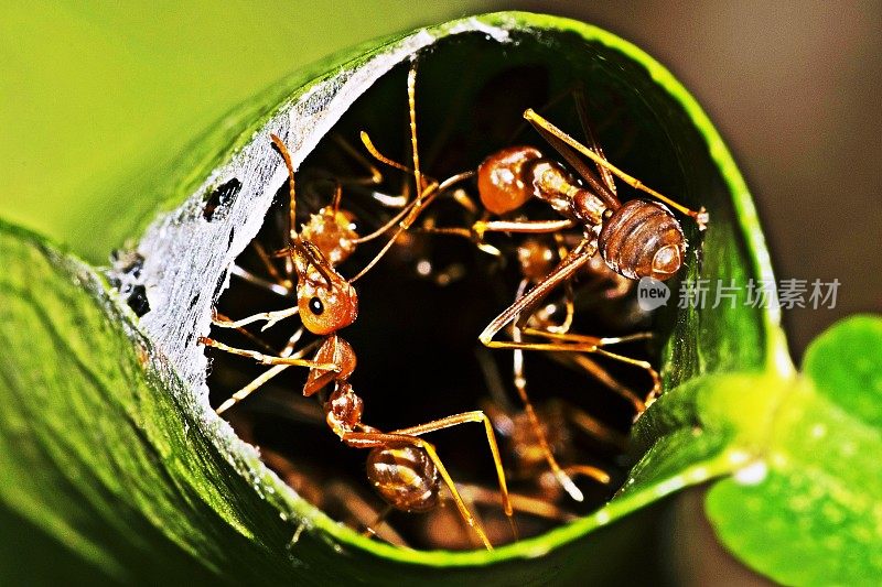 蚁巢中的蚂蚁(折叠的叶子)