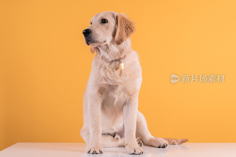 金色猎犬幼犬的彩色背景。