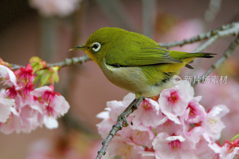 日本白眼睛享受吮吸樱花花蜜