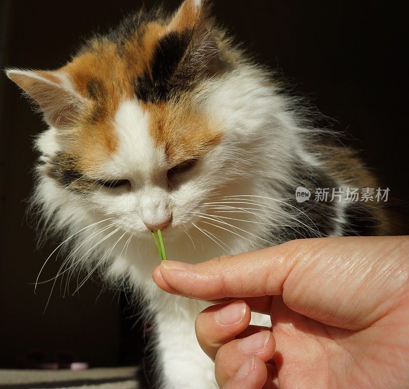 猫嗅草