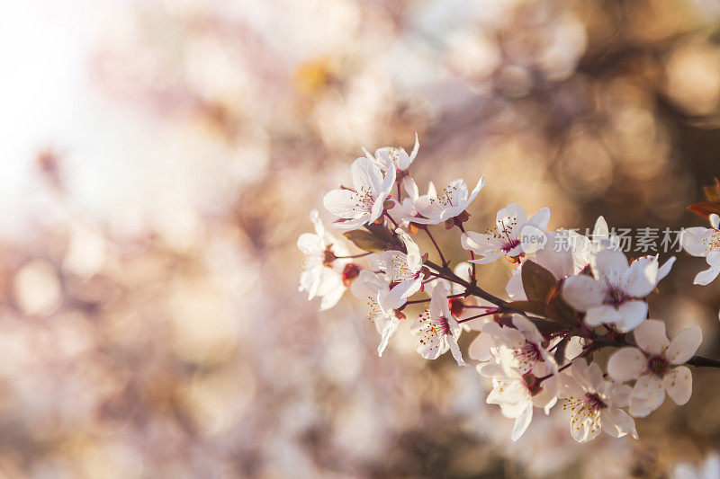 樱花