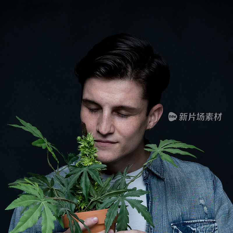 男子与大麻植物的近距离观察