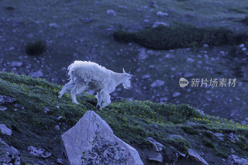 高山草地上的山羊