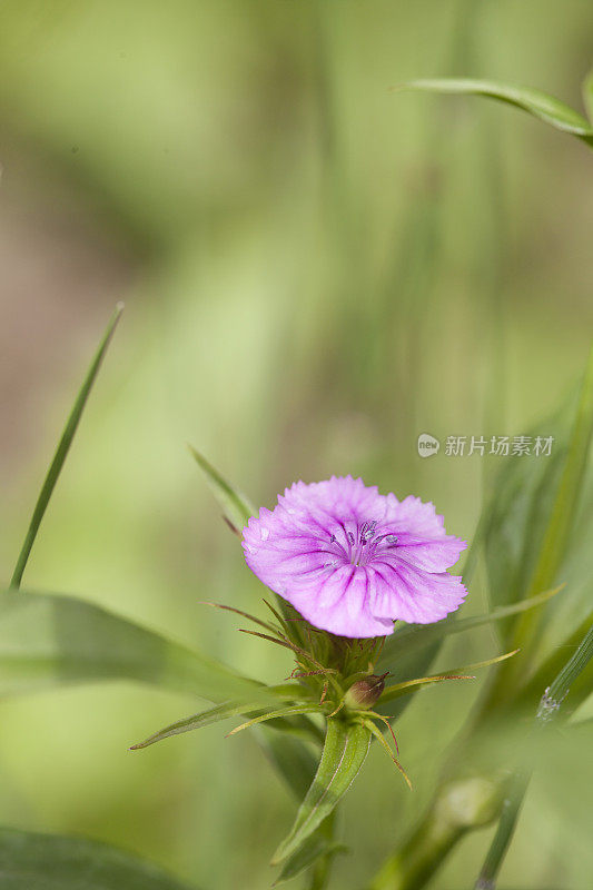 花壁纸