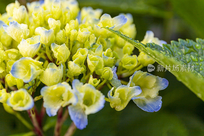 绣球植物叶和花的微照片