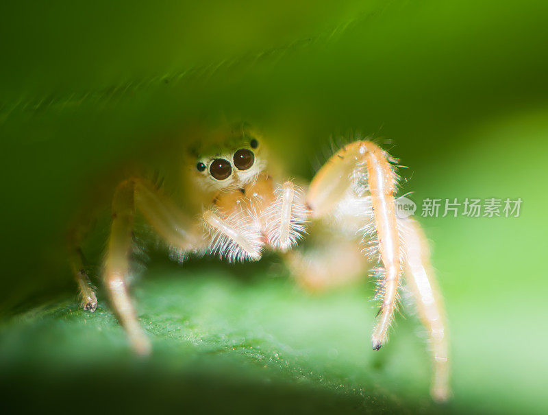 叶子上跳白蜘蛛的特写