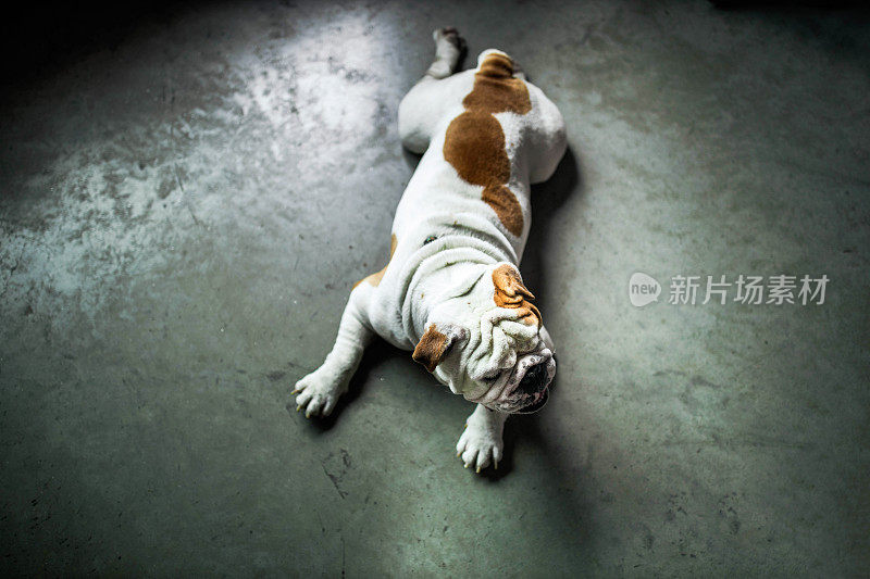 上图是一只斗牛犬在地板上休息。