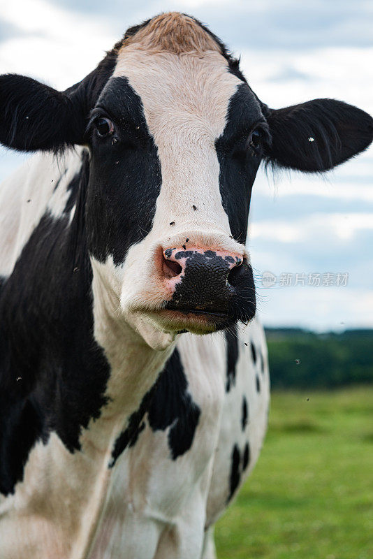 家庭农场的奶牛