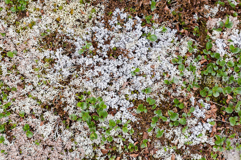 地衣和苔藓