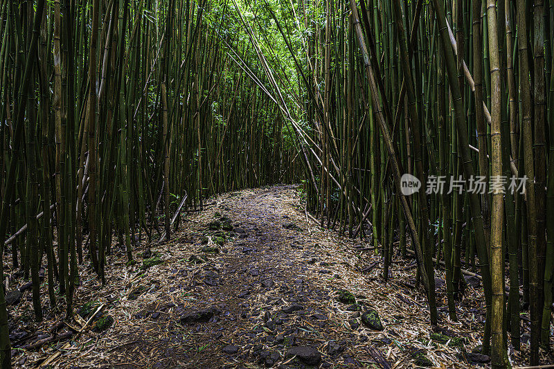 Pipiwai小道,毛伊岛