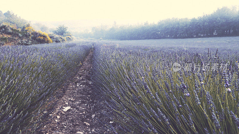 薰衣草。喜怒无常的早晨