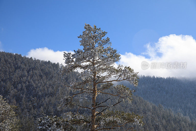 冬针叶林雪松。山顶的高山景观。阿尔卑斯山滑雪区。欧洲滑雪胜地。