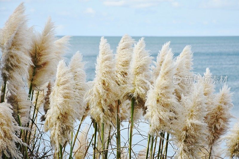 新西兰植物-“Toitoi”或“脚趾”草