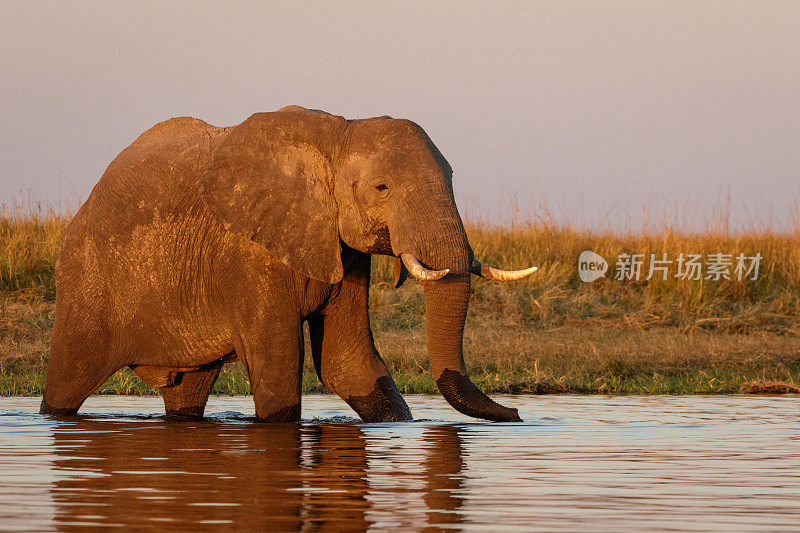 非洲博茨瓦纳，大象穿过丘比河