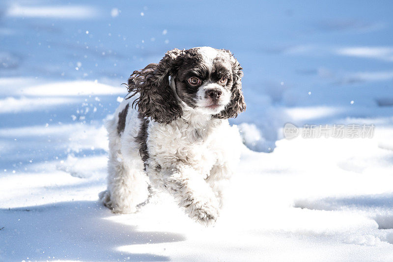 可卡犬小狗在雪地里奔跑