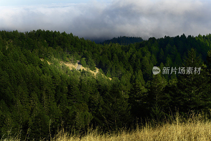 红杉林与道路开放。