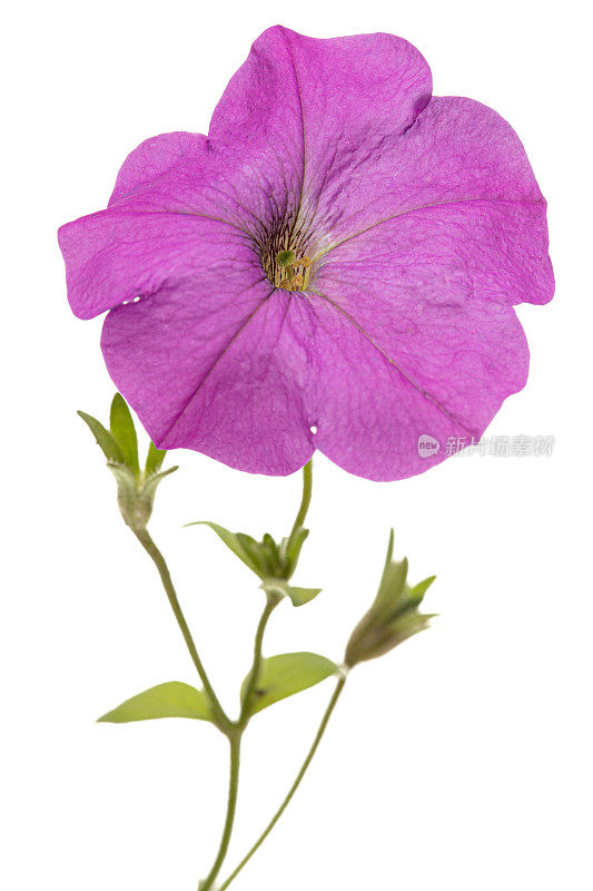 淡紫色矮牵牛花，孤立在白色背景上