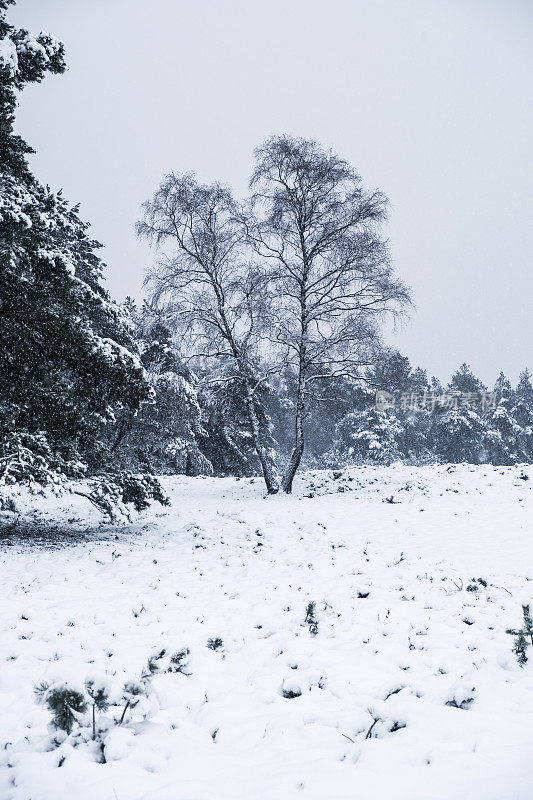 雪景在寒冷的冬日里与新鲜的雪