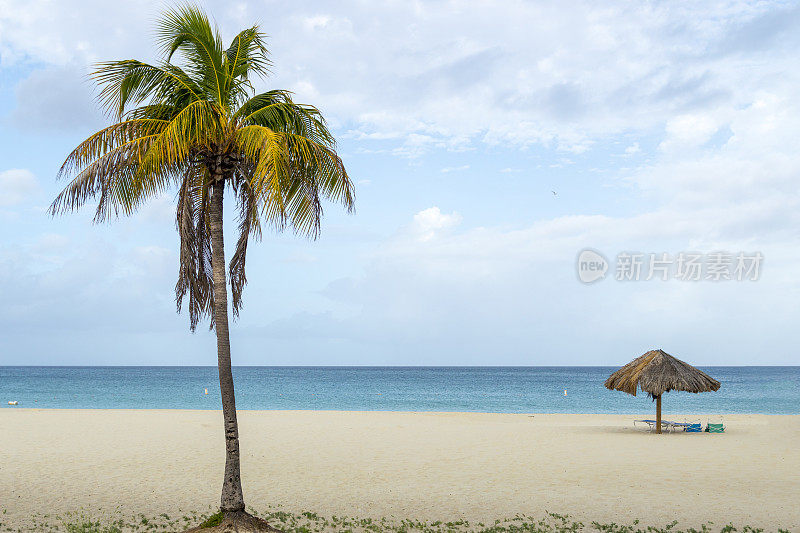 棕榈树和茅草帕拉帕在白沙海滩天堂