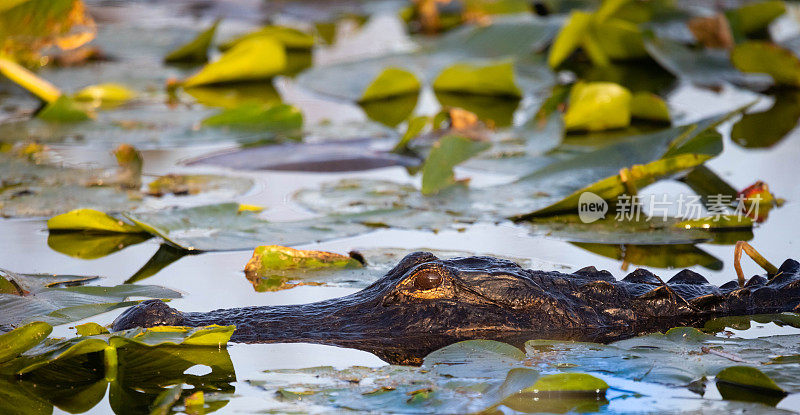 短吻鳄潜伏在佛罗里达大沼泽地的睡莲花丛中