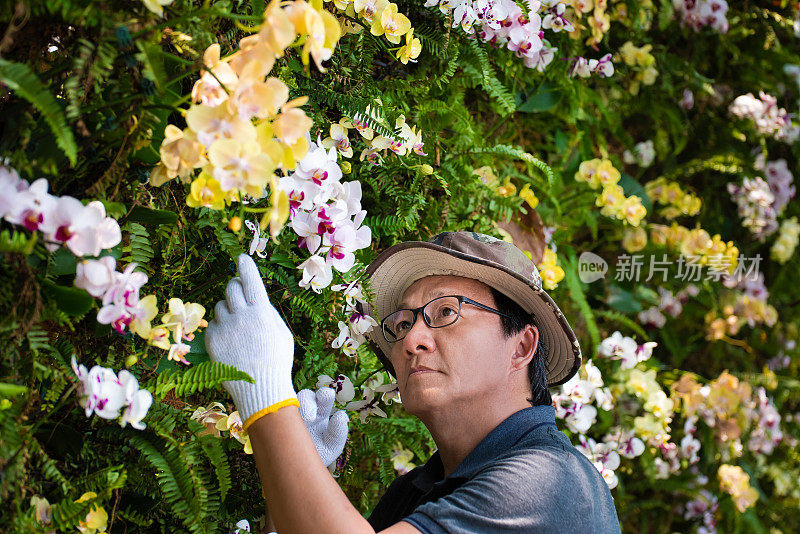 中年人在后院观察兰花