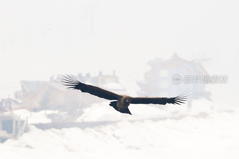 一只年轻的安第斯秃鹰在安第斯滑雪胜地上空飞翔