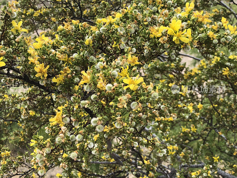 沙漠木馏油花和芽