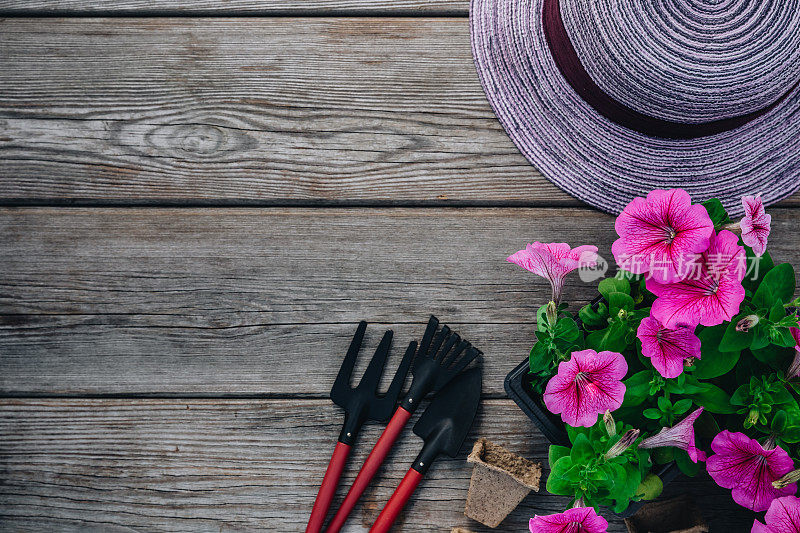 有粉红色矮牵牛花的园艺工具和花盆。园艺。