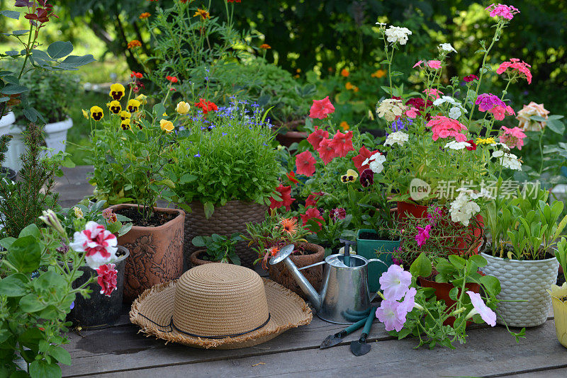 花园天井上的开花花盆、草帽、喷壶及工具。