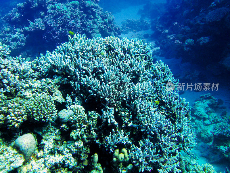 海底景观红海，珊瑚礁，蓝色的海水，自然光