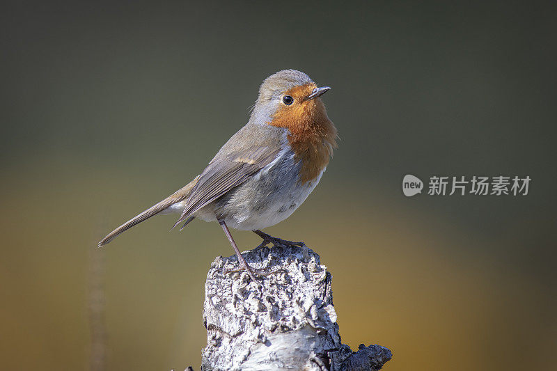 欧洲罗宾(红心rubecula)